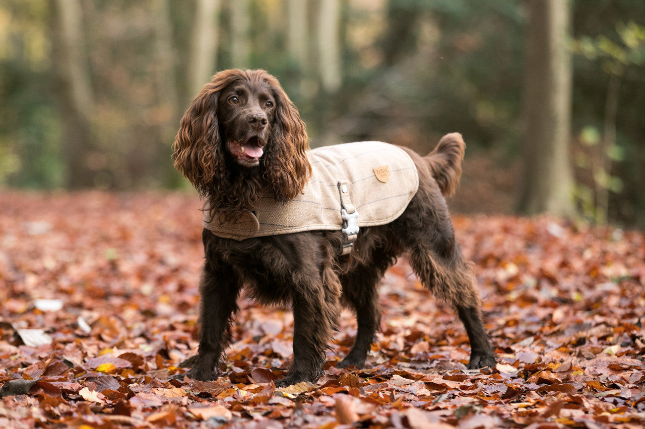 Herringbone 2024 dog coat